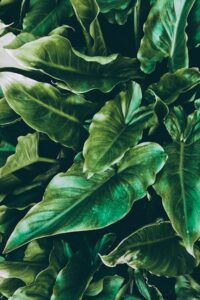 Close-up of lush green tropical leaves, offering a fresh and vibrant natural background.